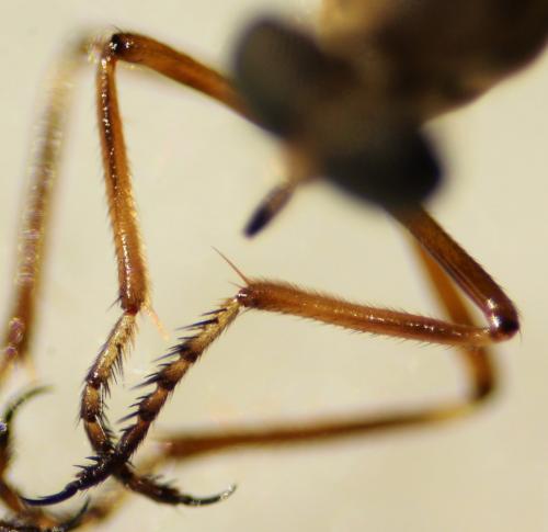 Leptogaster guttiventris